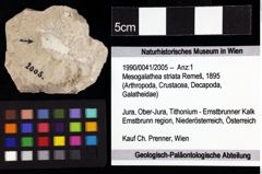 Foto (Objket + Etiketten) von Mesogalathea striata (Remeš, 1895) 